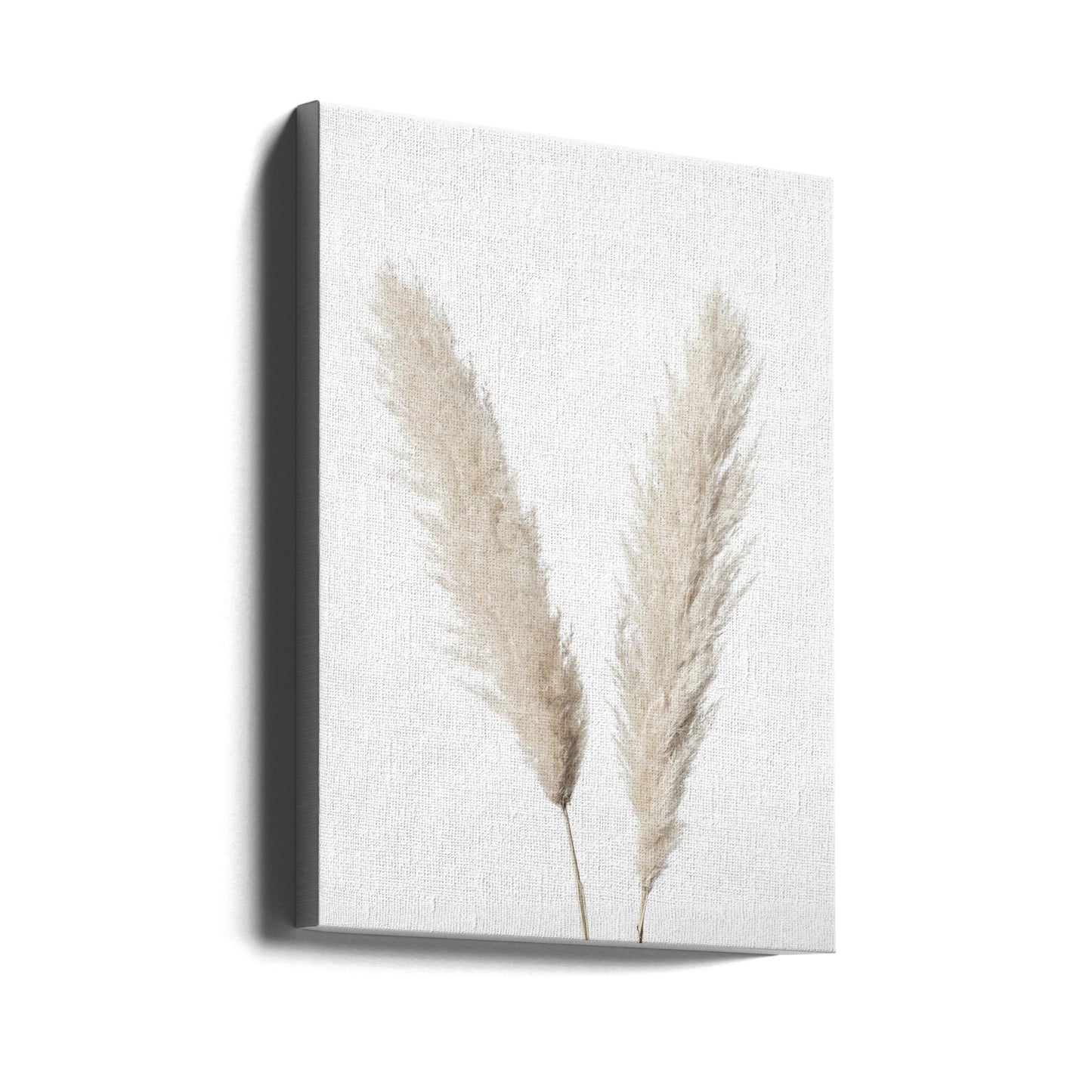 Pampas White | Canvas