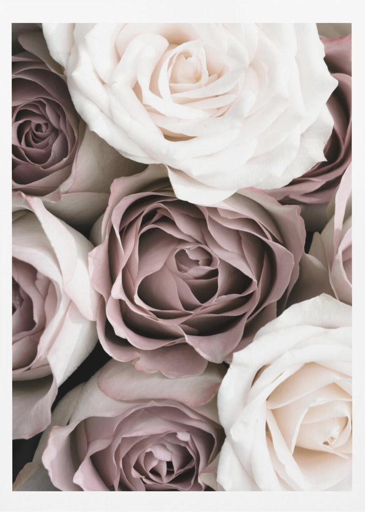 Roses | Poster
