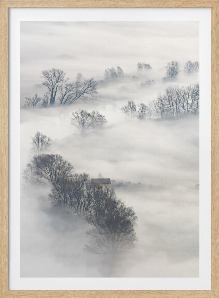 Trees in the fog | Poster