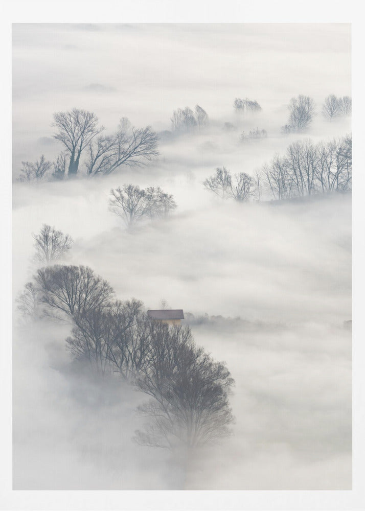Trees in the fog | Poster