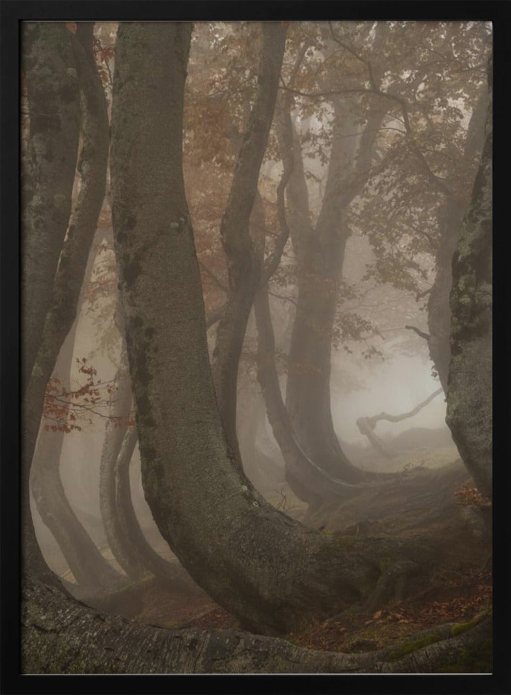 twisted beeches | Poster