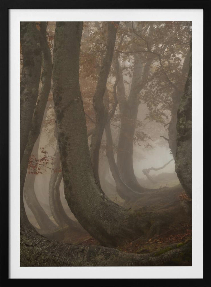 twisted beeches | Poster