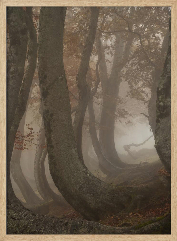 twisted beeches | Poster