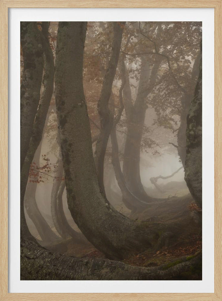 twisted beeches | Poster
