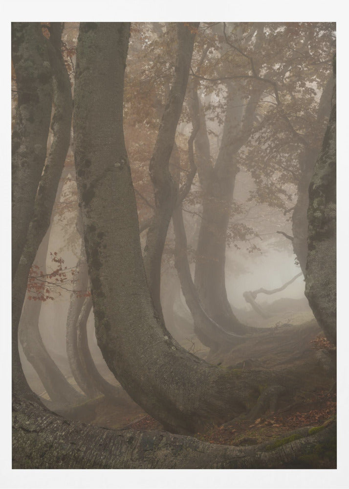twisted beeches | Poster