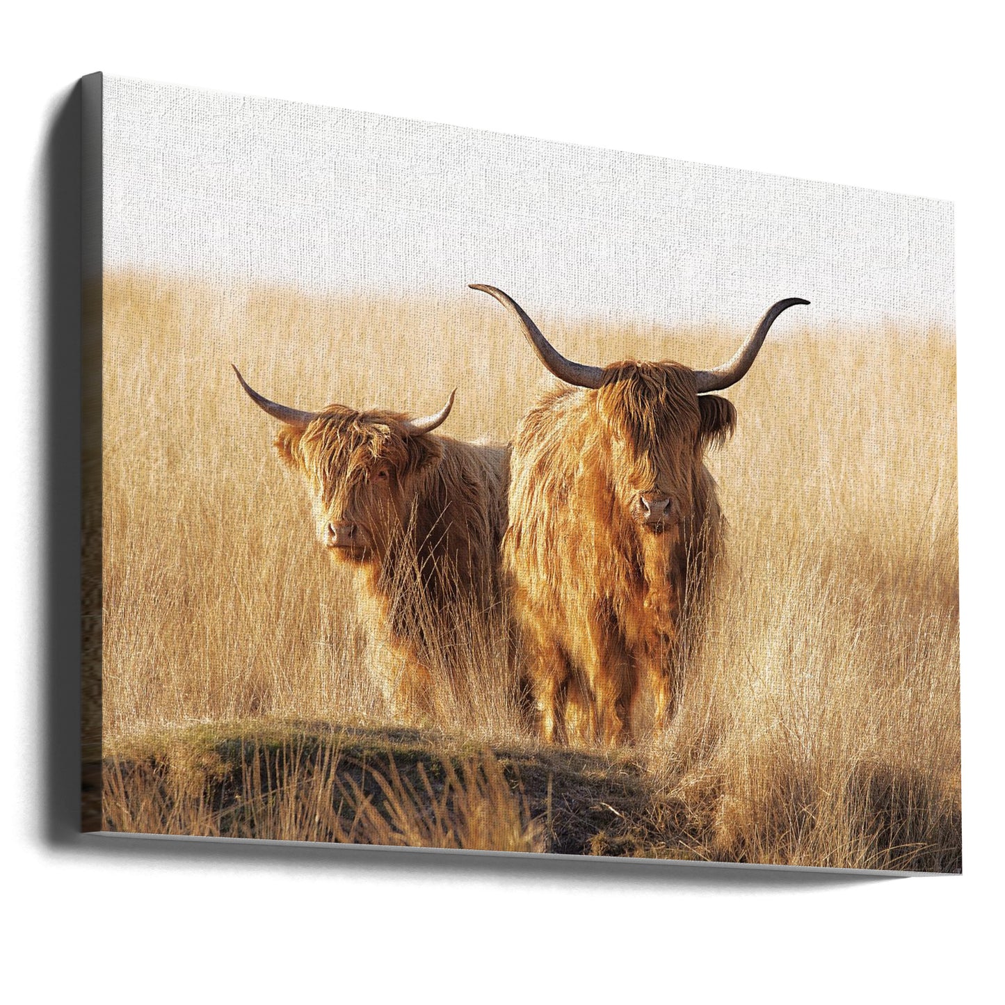 Young and old Highlander | Canvas