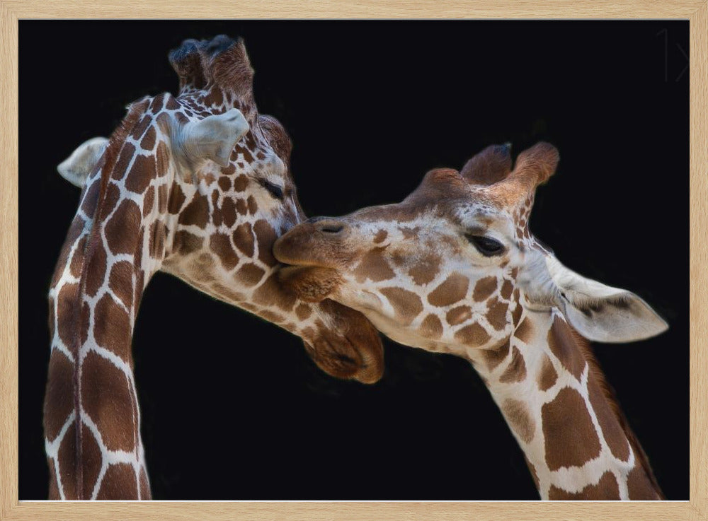 El beso | Posters  - Impresiones de Arte