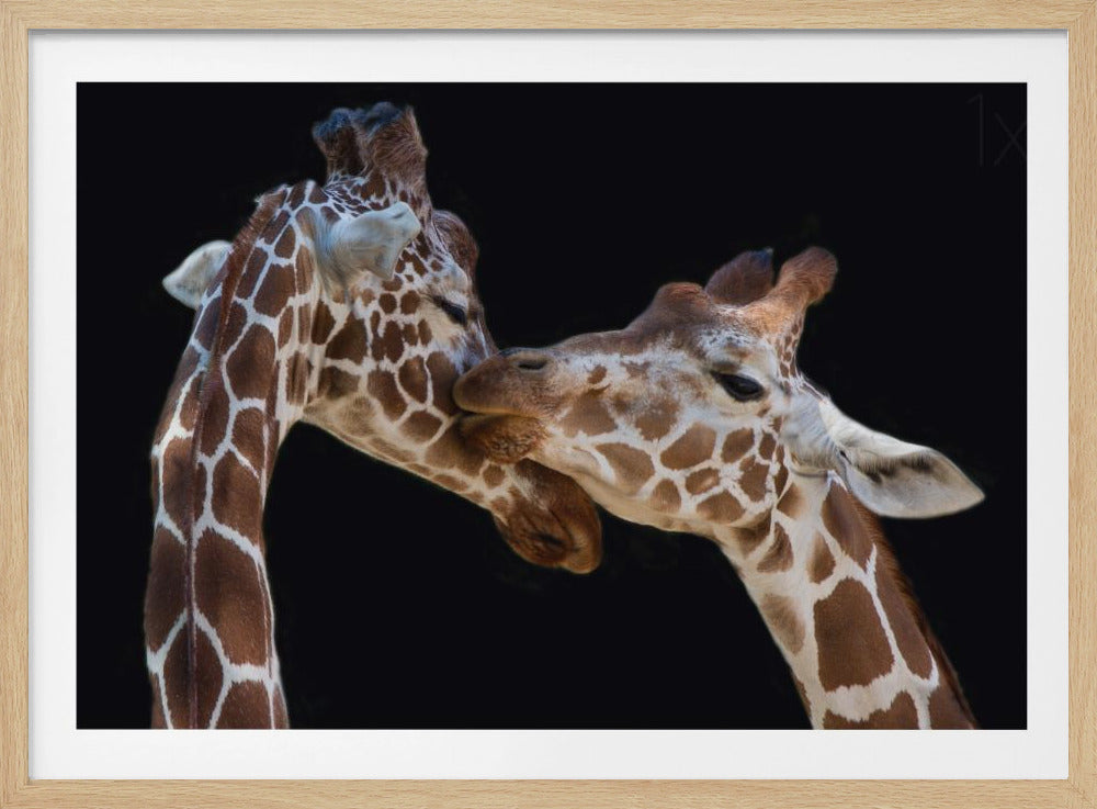 El beso | Posters  - Impresiones de Arte