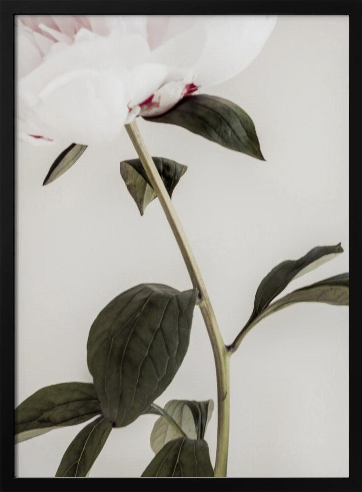 Peony 09 | Poster