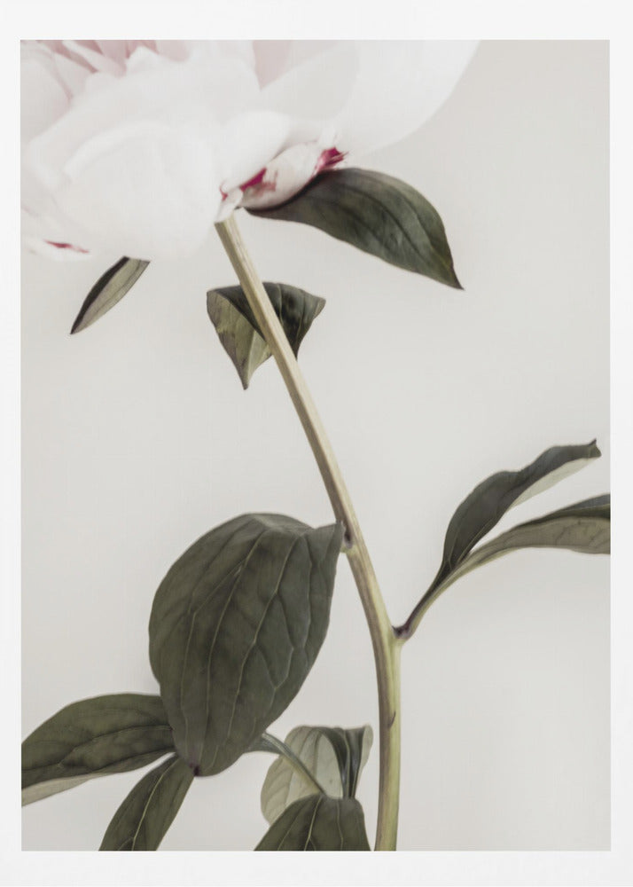 Peony 09 | Poster