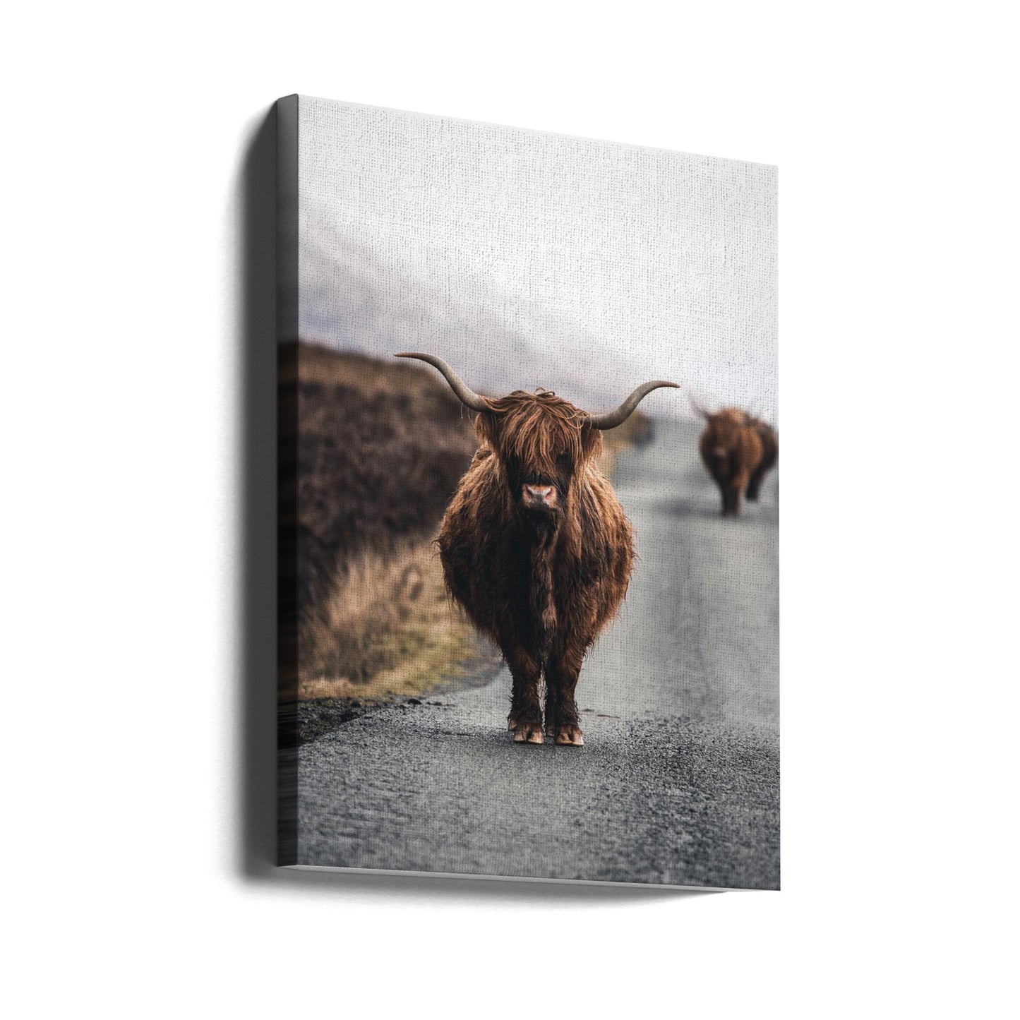 Cow | Canvas