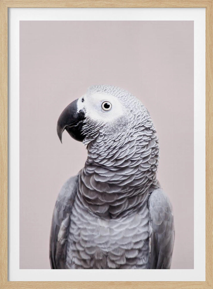 Afrikanisches Grau | Poster - Kunstdruck