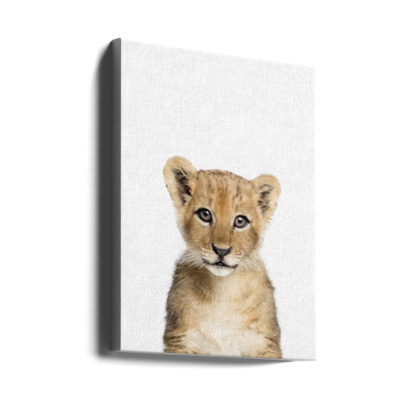Baby Lion | Canvas