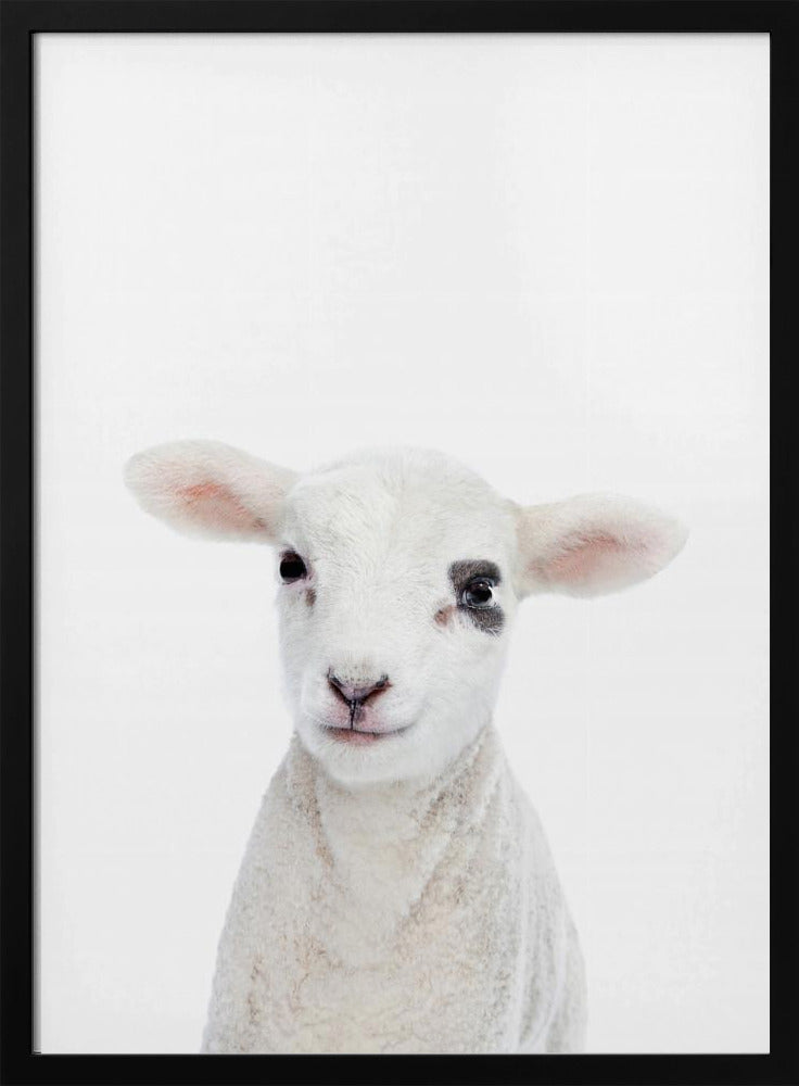 Lammbaby | Poster - Kunstdruck