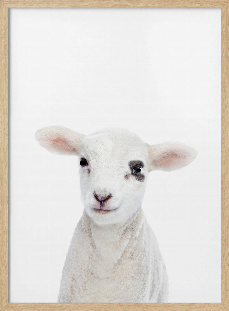 Lammbaby | Poster - Kunstdruck