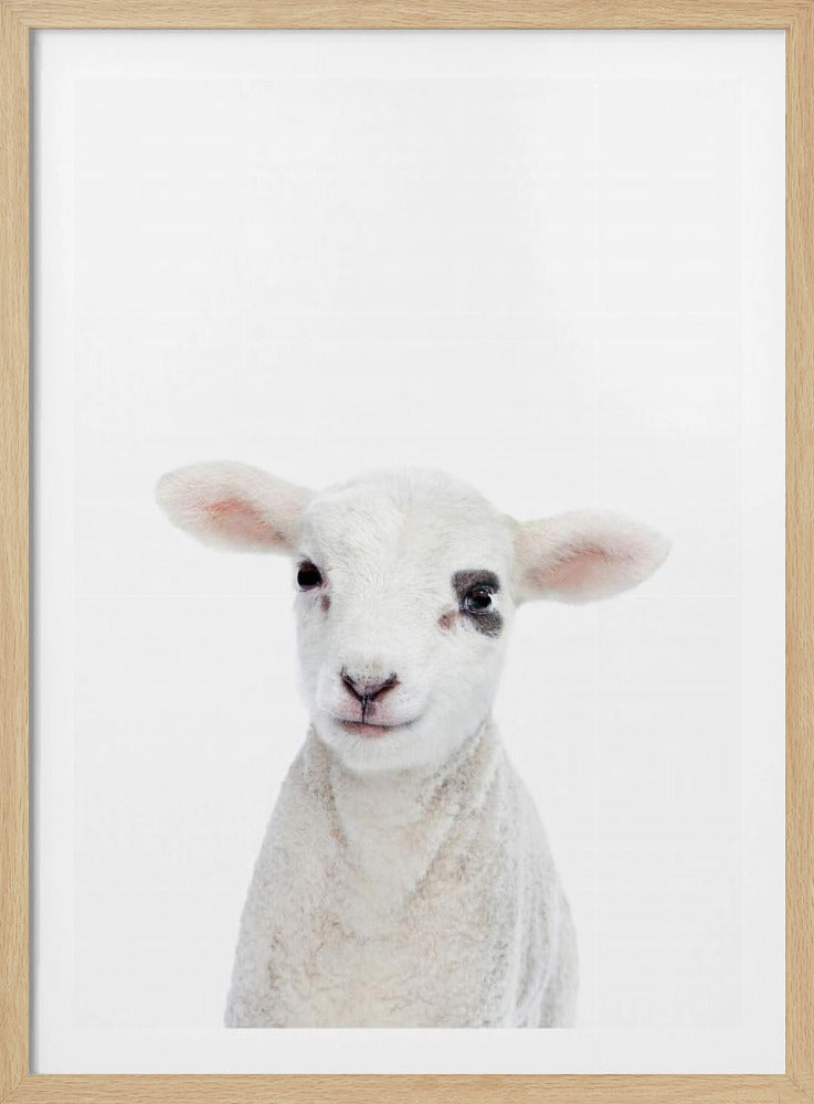 Lammbaby | Poster - Kunstdruck