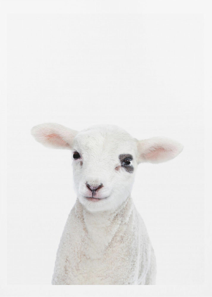 Lammbaby | Poster - Kunstdruck