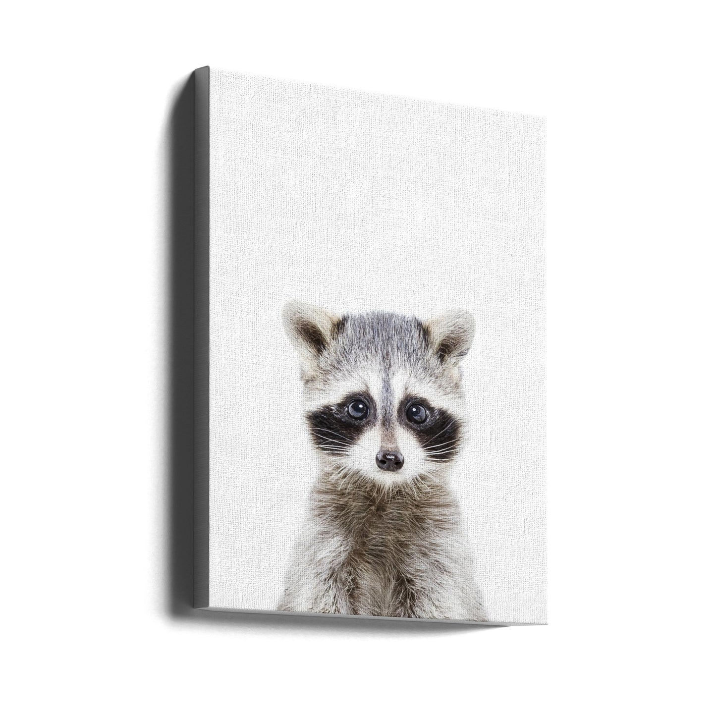 Baby Racoon | Canvas