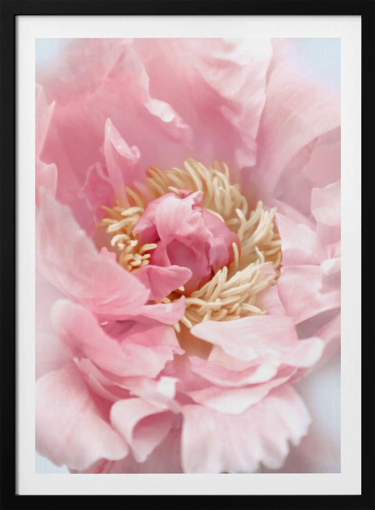 Blush peony I | Poster