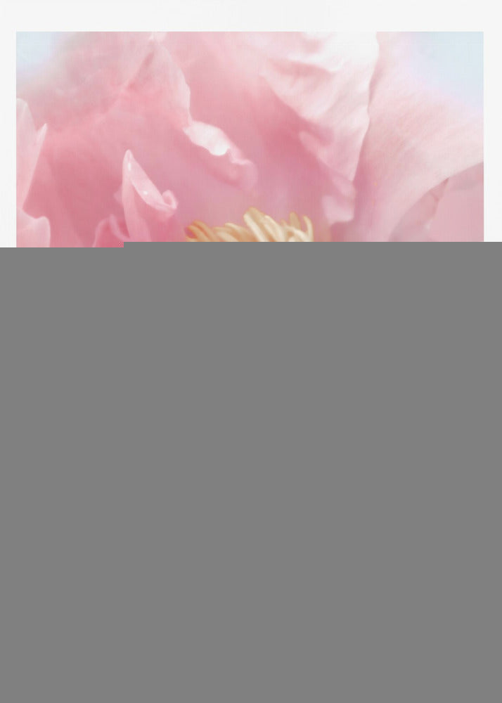 Blush peony I | Poster
