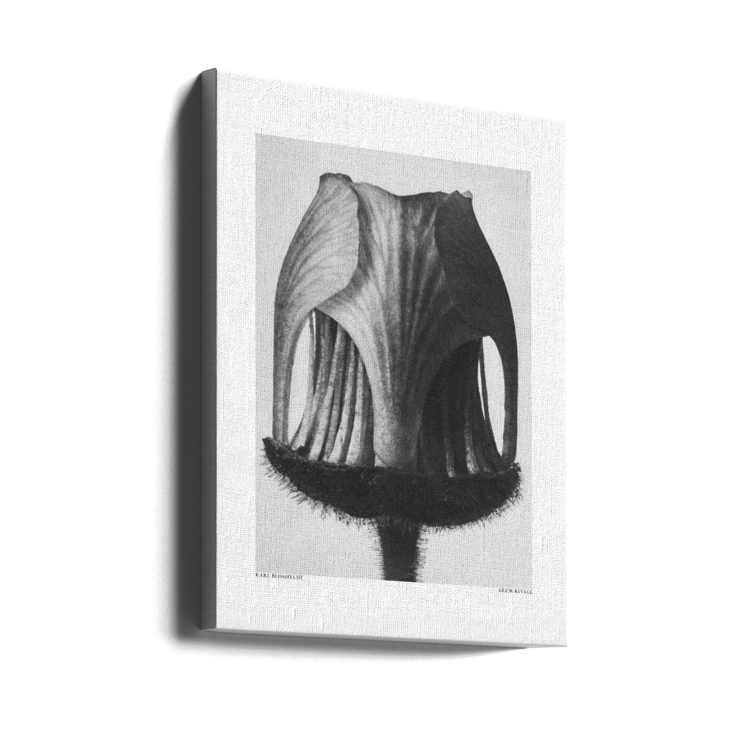 Geum Rival | Tableaux sur Toile