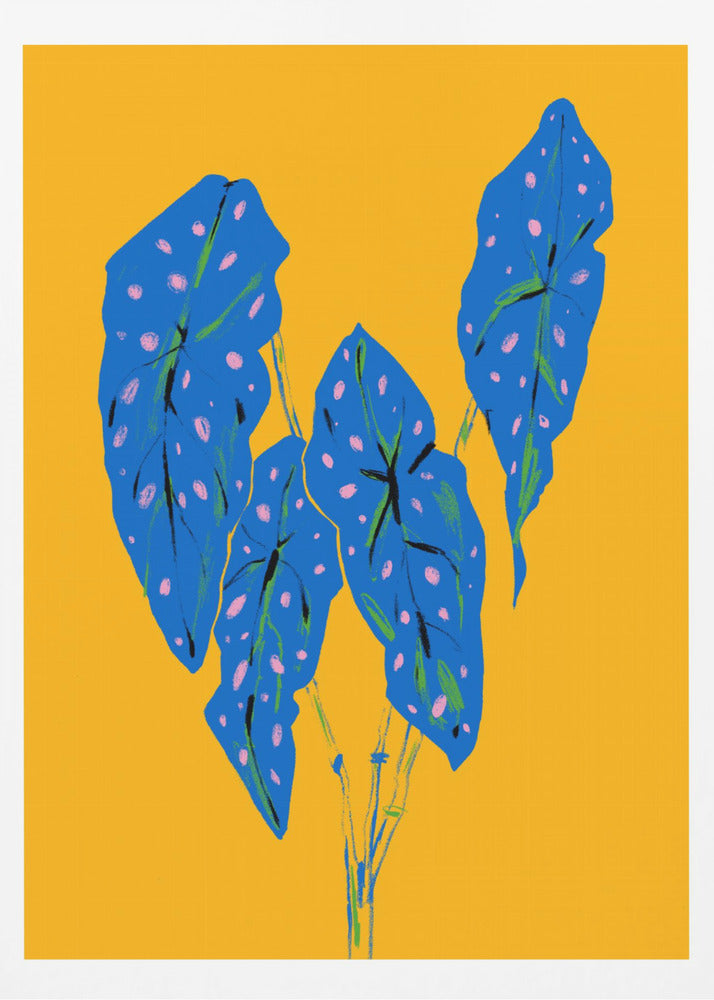 Begonia Maculata Blue and Yellow | Poster