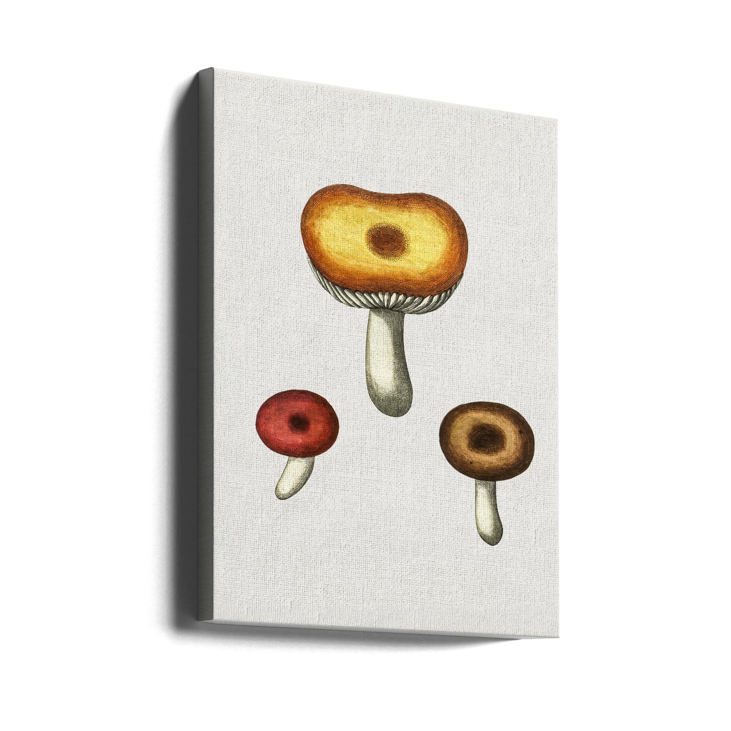 Hand Drawn Galerina Mushroom | Canvas