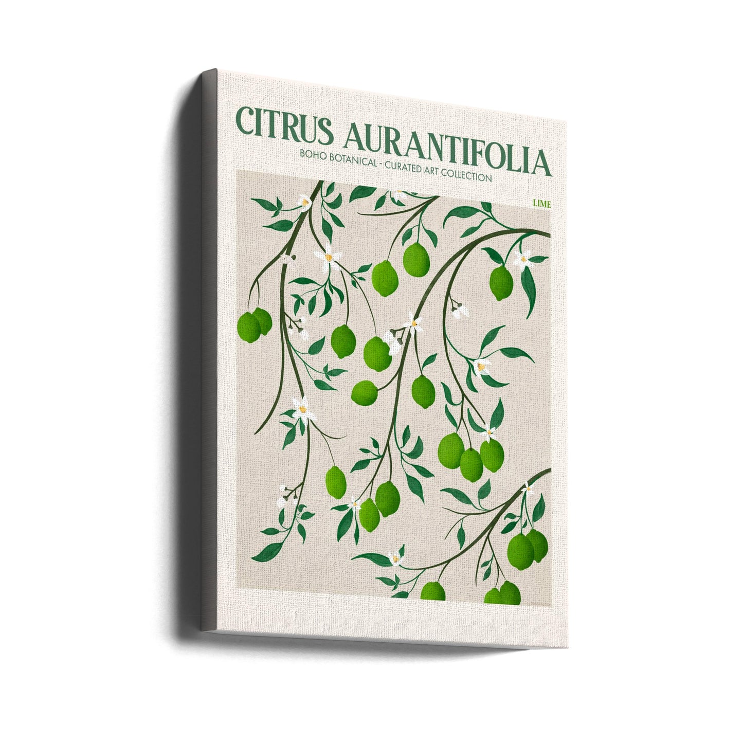 Citrus Aurantifolia – Limette | Leinwand-Bilder