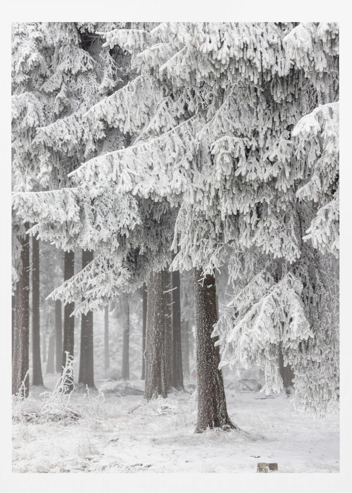 Winter Forest 2 | Poster