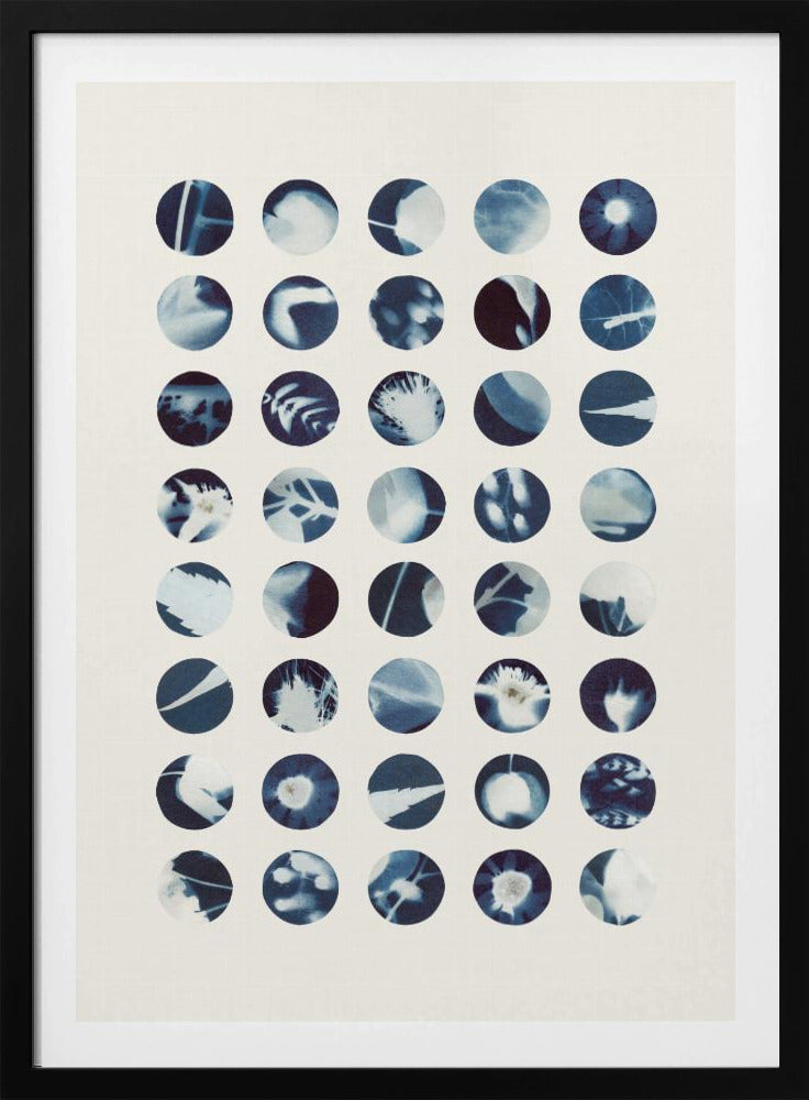 Botanische Cyanotypien | Poster