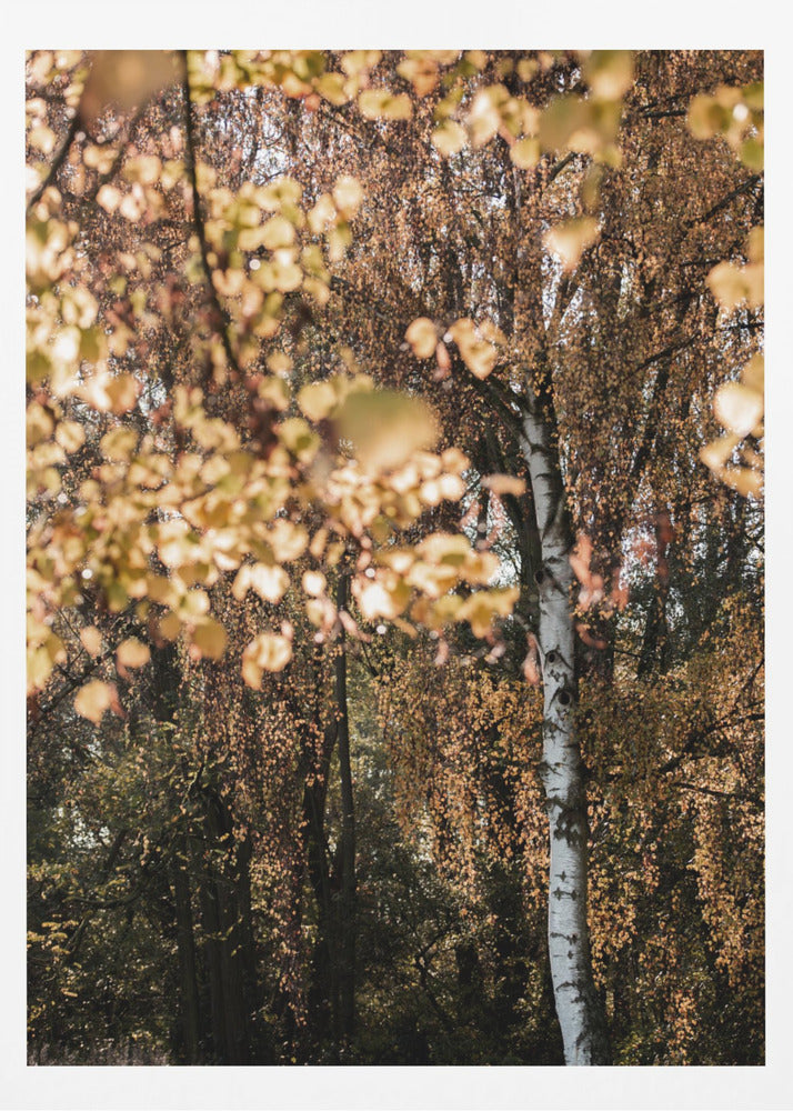 Herbstbirke | Poster
