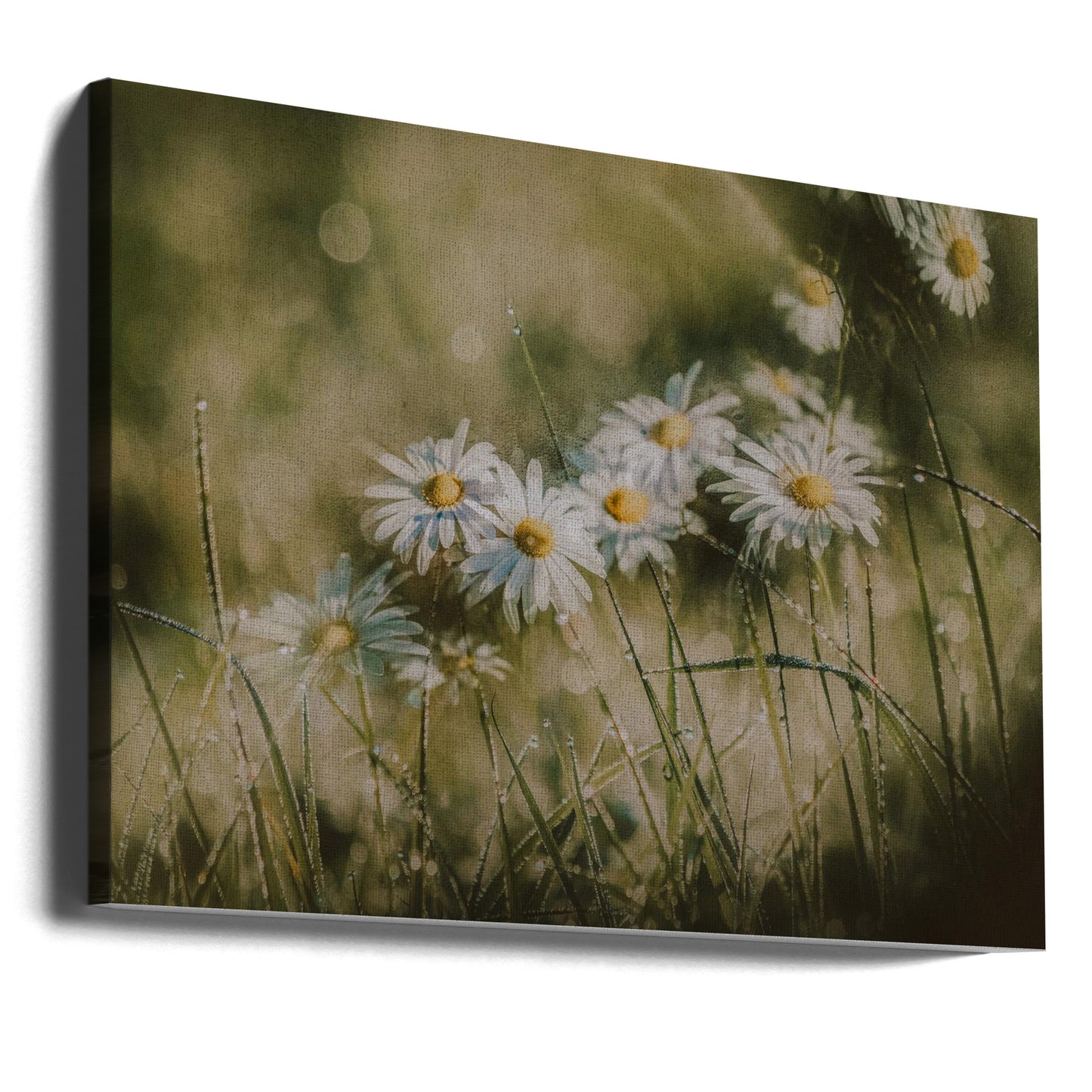 Gänseblümchen am frühen Morgen | Leinwand-Bilder
