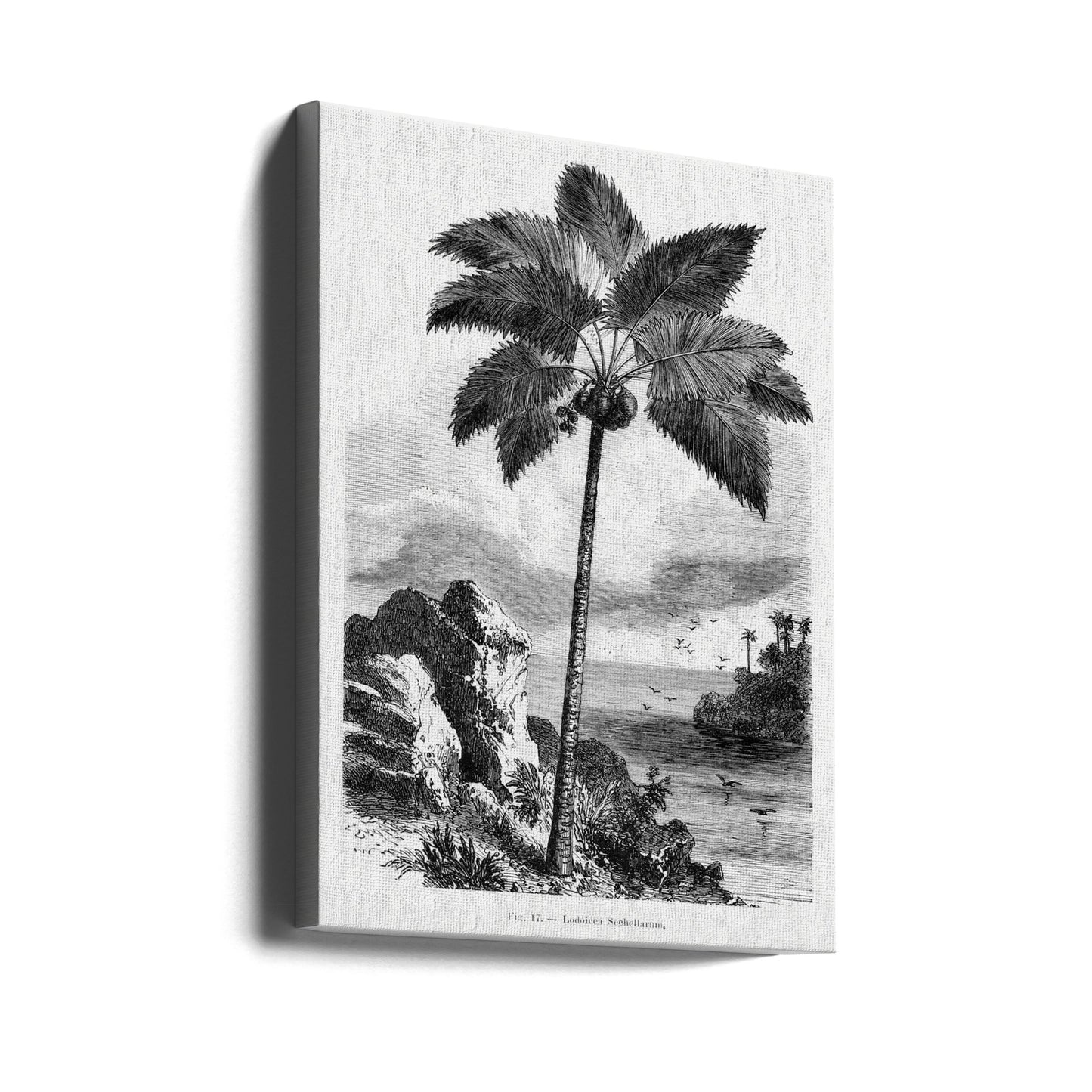 Vintage palmträdteckning I | Canvas