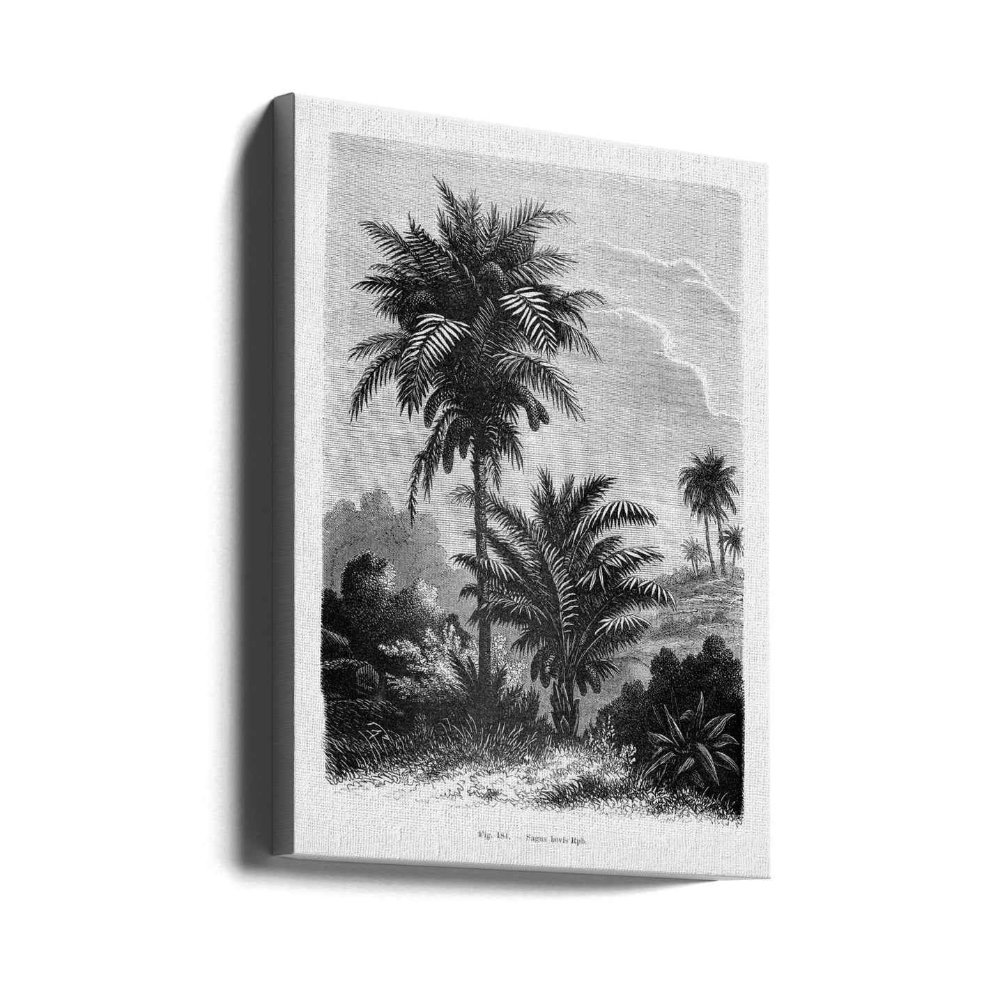 Vintage palmträdteckning V | Canvas