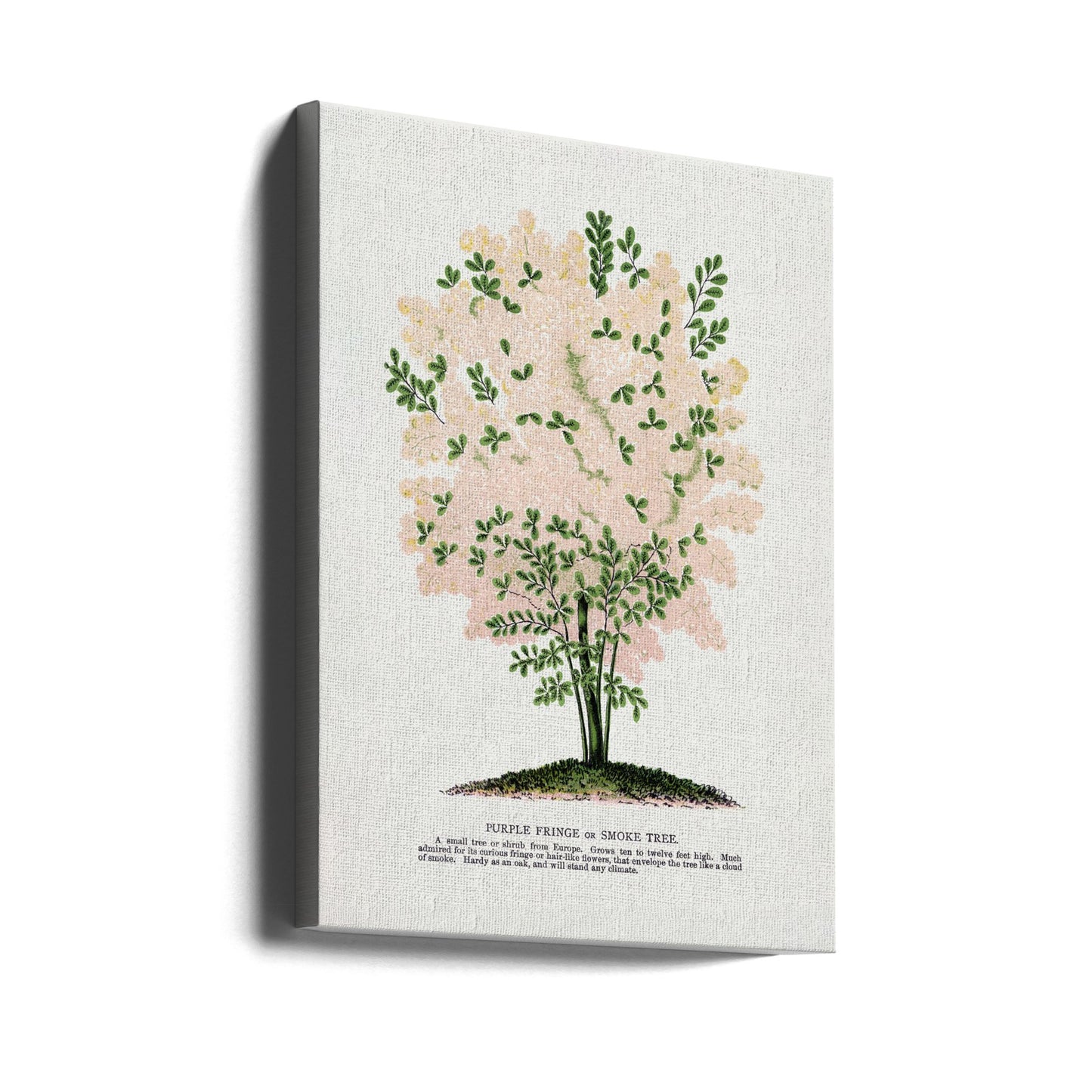 Purple Fringe Tree Lithograph | Canvas