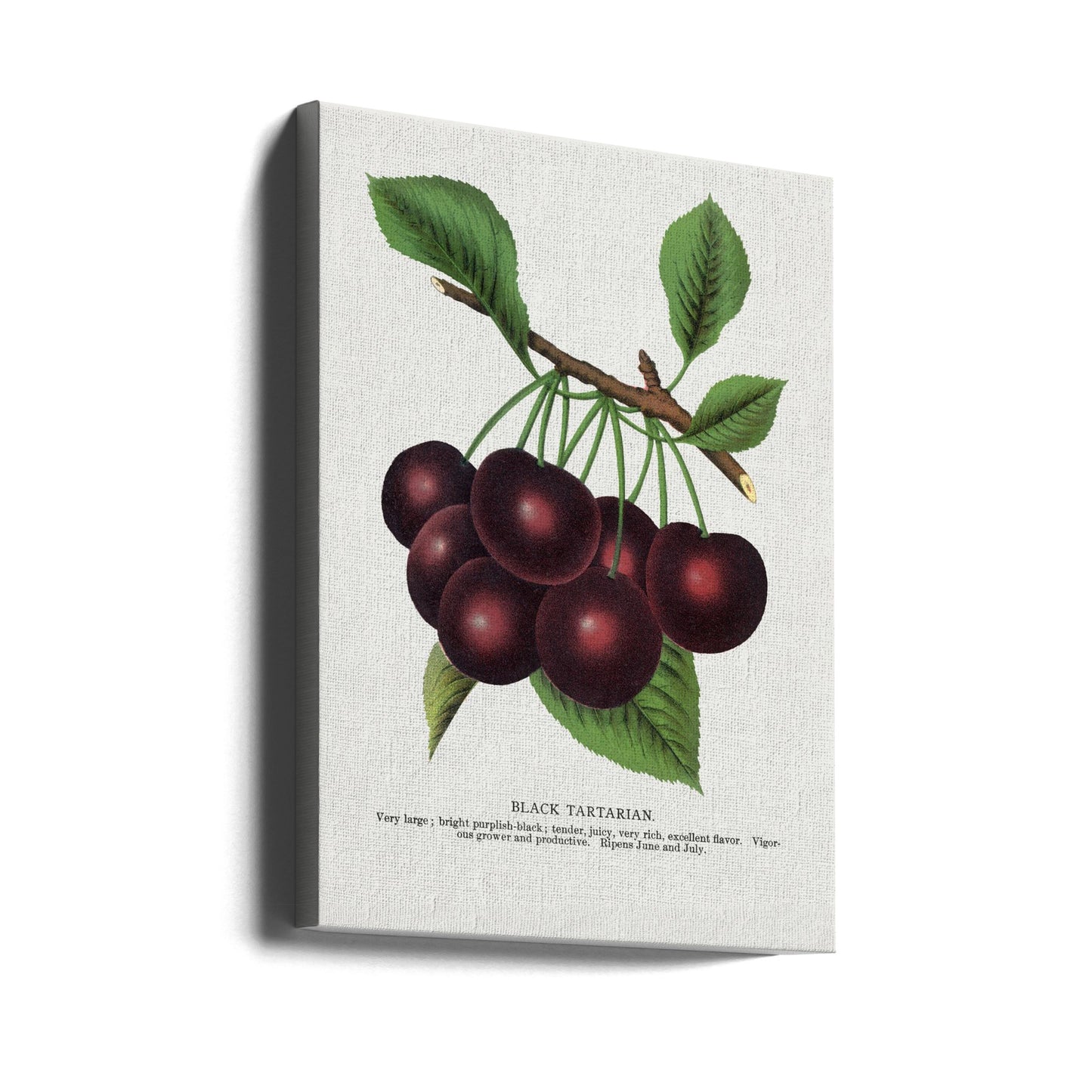 Black Tartarian Cherry Lithograph | Canvas