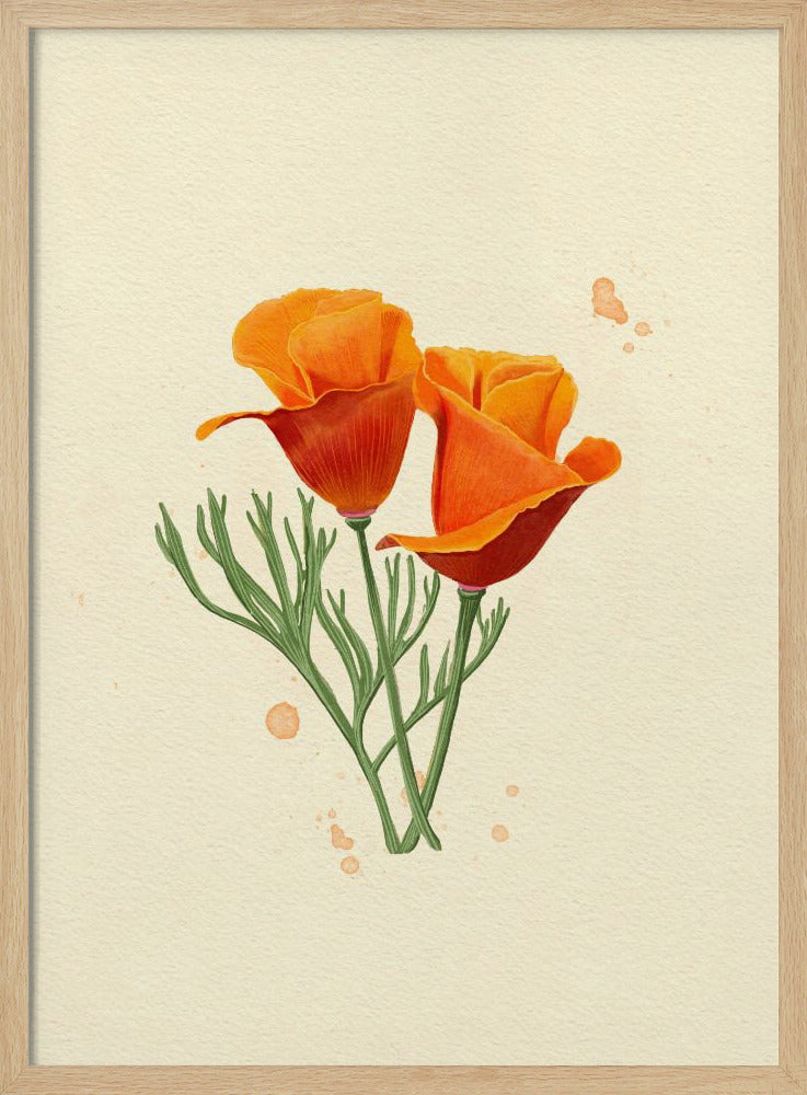 California Poppy | Poster