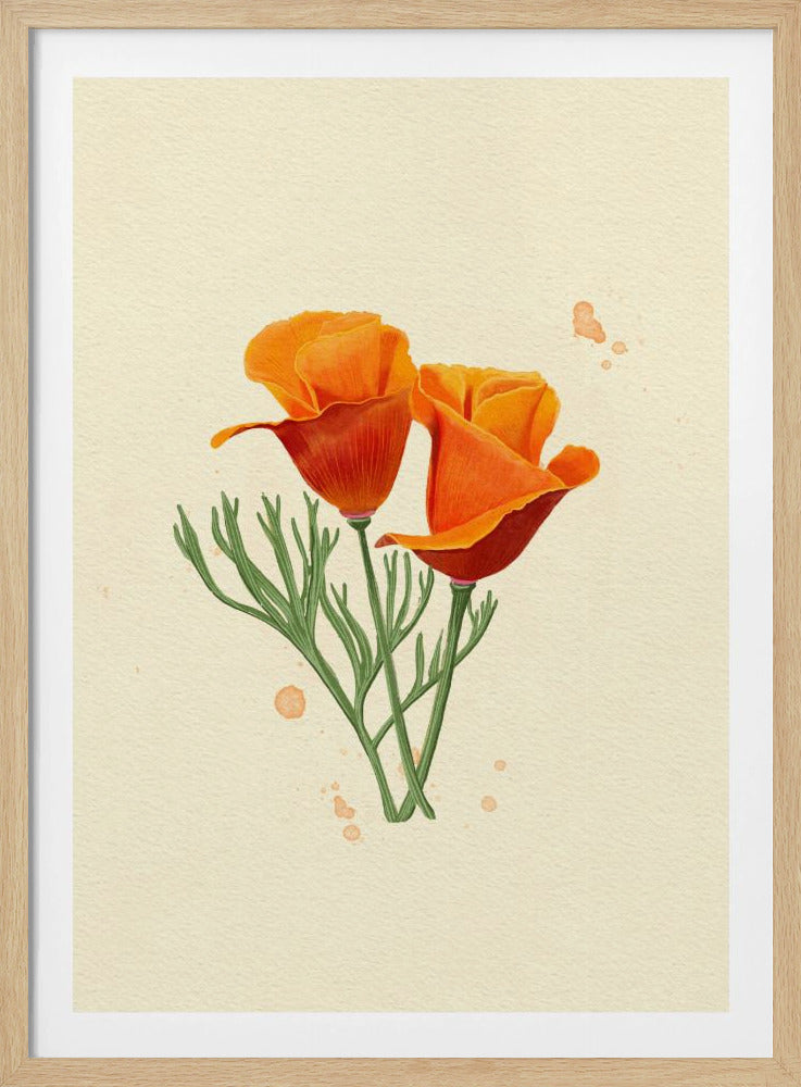 California Poppy | Poster
