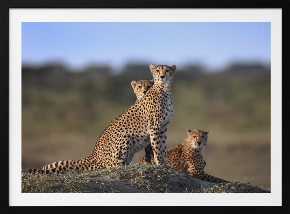 Geparder Familj | Poster