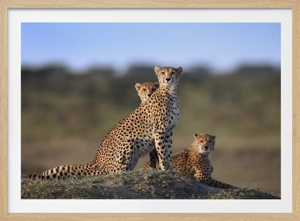 Geparder Familj | Poster