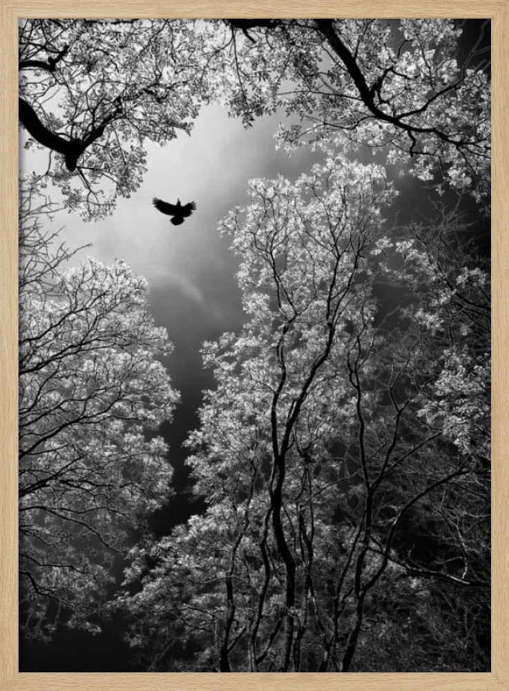 Flight | Poster