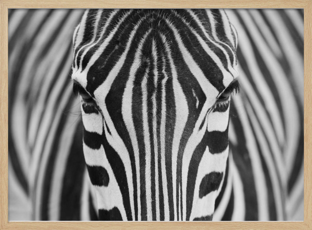 Zepra | Poster