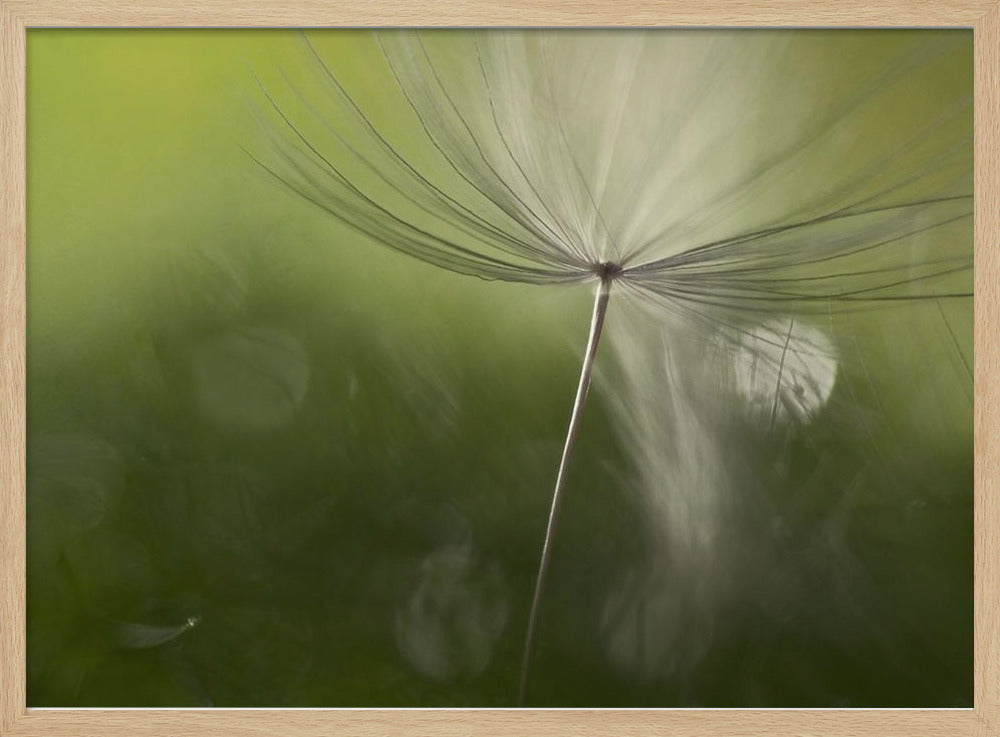 Ombre nel verde | Poster - Stampe d’Arte