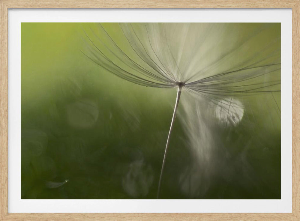 Ombre nel verde | Poster - Stampe d’Arte