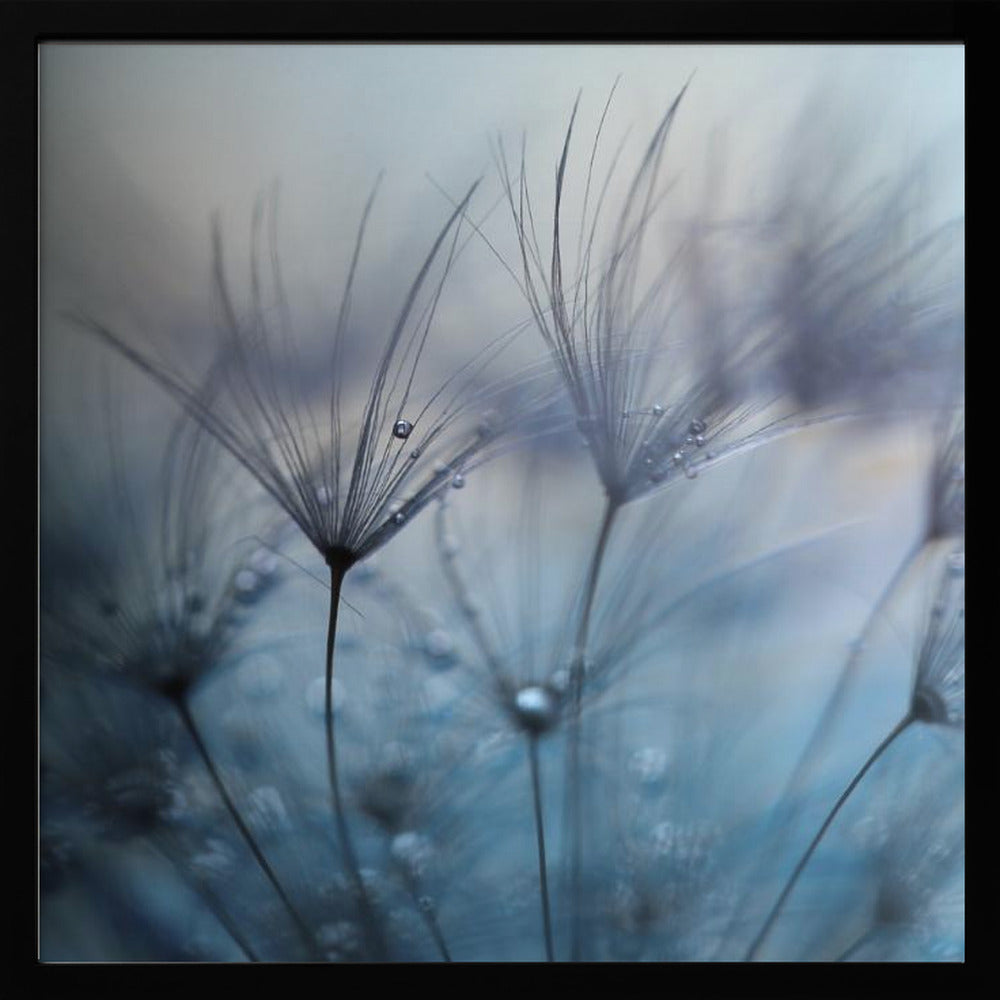Teardrops | Poster