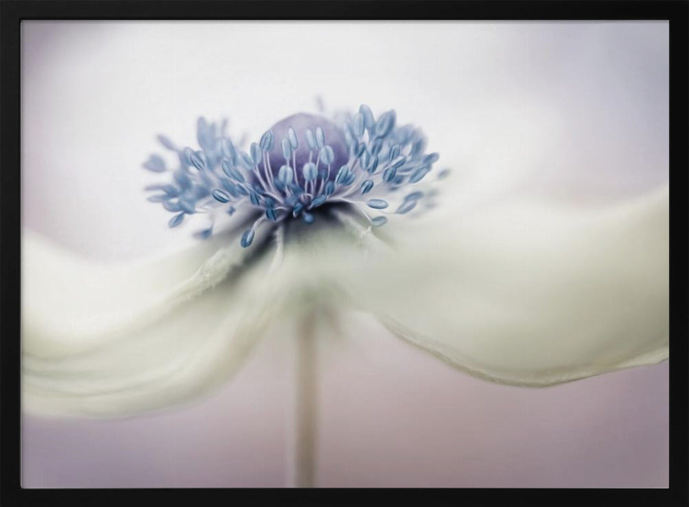 anemone Plakater - Kunsttryk