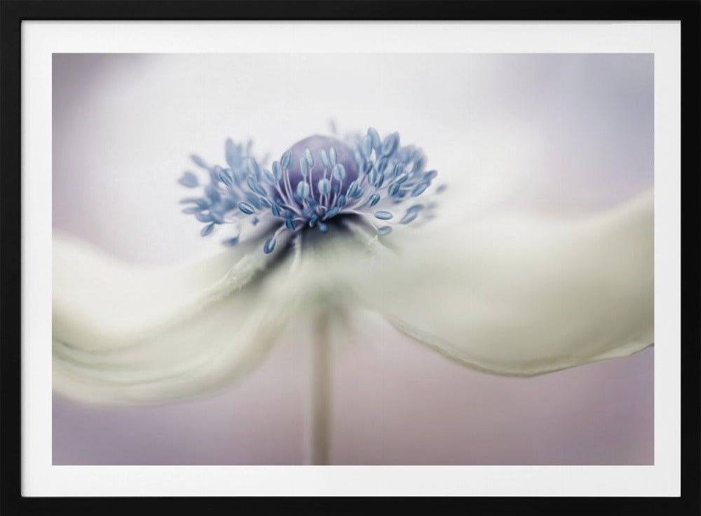 anemone Plakater - Kunsttryk