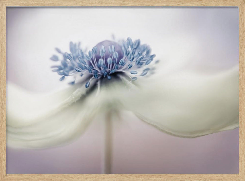 anemone Plakater - Kunsttryk