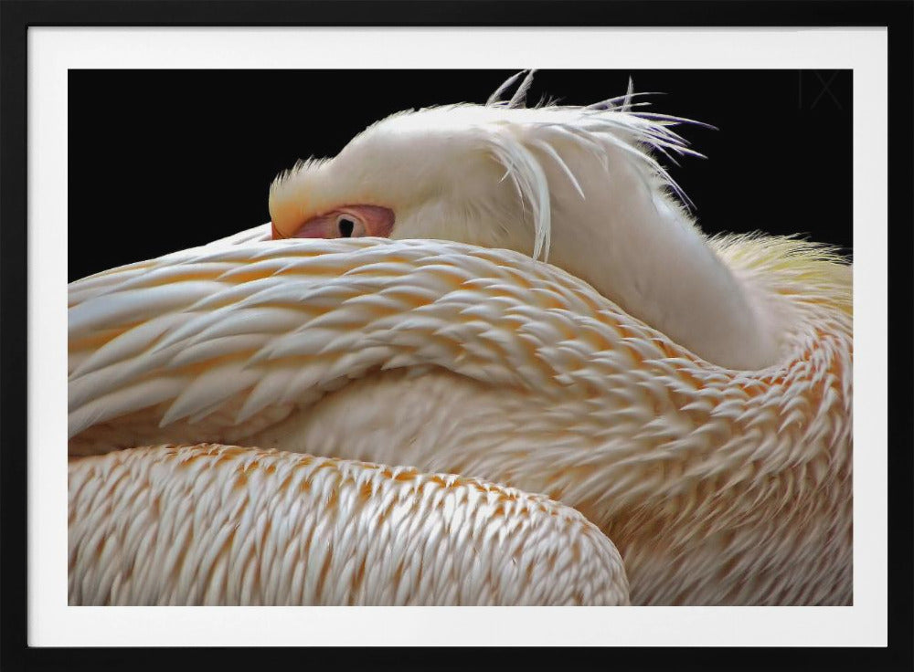 Halb schlafen... | Poster - Kunstdruck