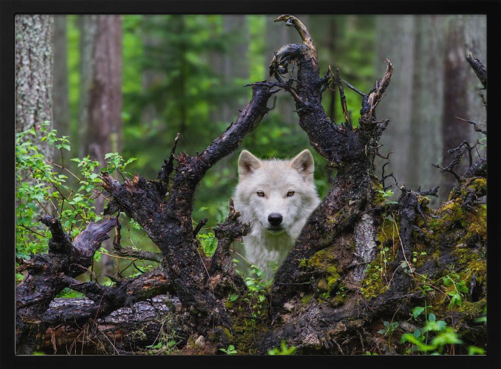 Wolf | Poster